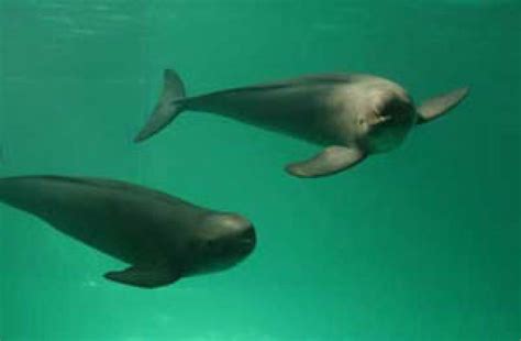 Finless porpoise (Neophocaena phocaenoides)