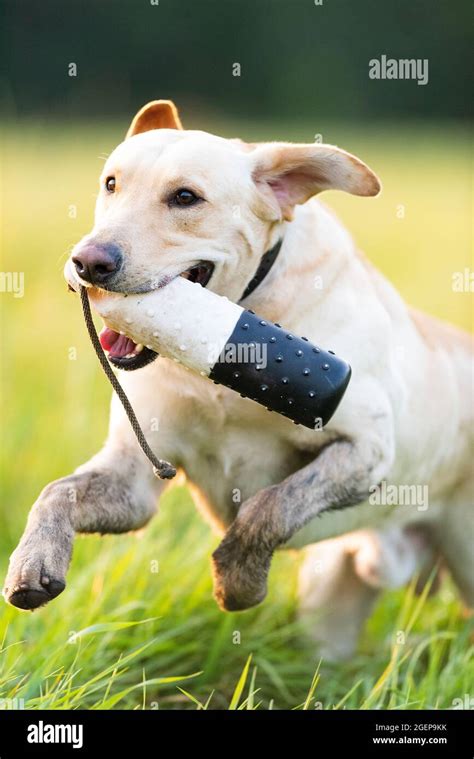 Training Labrador Retrievers Stock Photo - Alamy