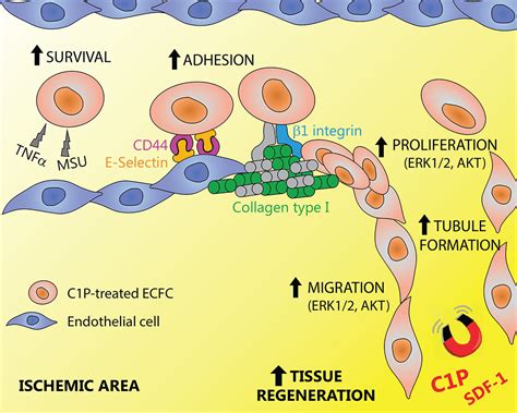 Ceramide Phosphate Protects Endothelial Colonyforming Cells From