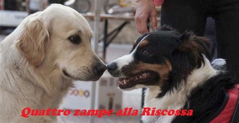 Recanati Domenica In Piazza Leopardi Quattro Zampe Alla Riscossa