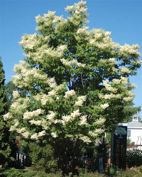 Ivory Silk Japanese Tree Lilac - Plant Guide