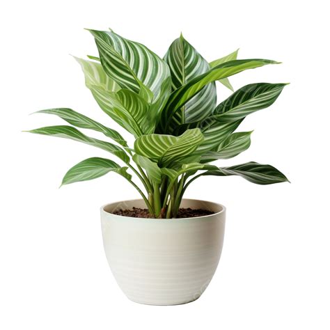 Potted House Plant Plant Pot House Png Transparent Image And Clipart