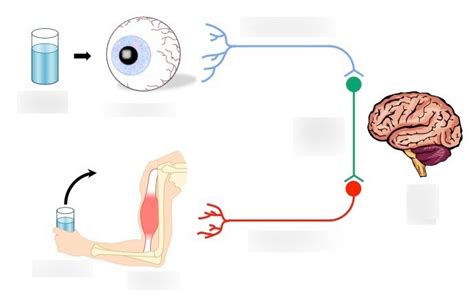 Stimulus-response model Diagram | Quizlet