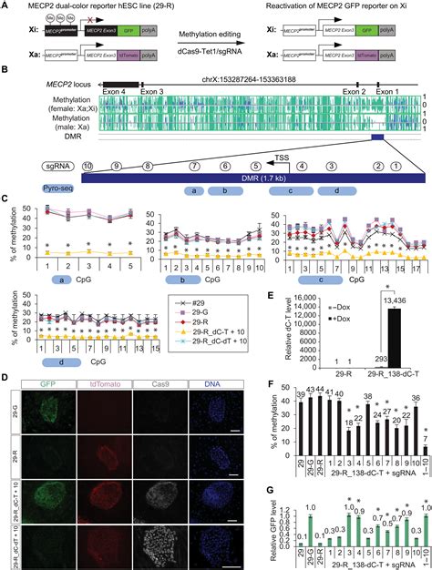 Multiplex Epigenome Editing Of MECP2 To Rescue Rett Syndrome Neurons