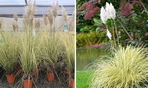 Cortaderia Selloana Splendid Star Splendid Star Pampas Grass