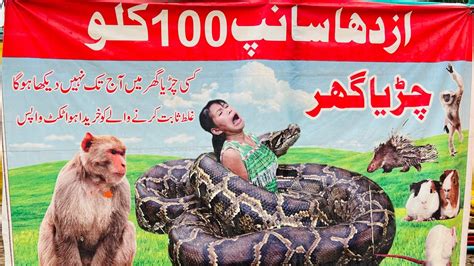 Etna Bara Snake Aj Tak Maine Kabi Nahi Dekha 😯😯🐍🐍🐍 Youtube