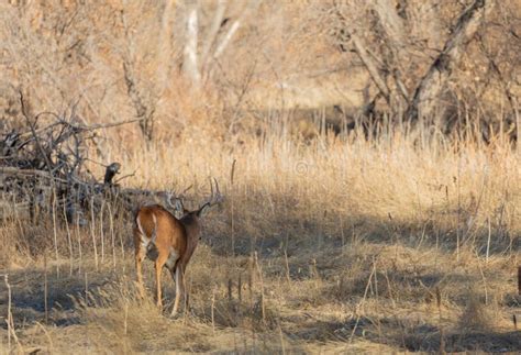 Whitetail Deer Buck in Fall Stock Image - Image of stag, fall: 179870057