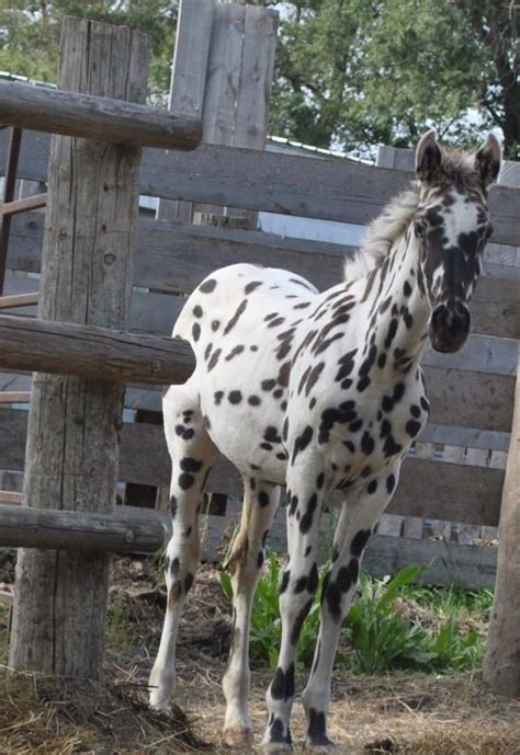 17 Best images about Appaloosa Horse on Pinterest | Indian horses ...