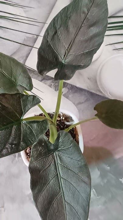 алоказия Анторо вельвет #алоказия #комнатныерастения #комнатныецветы # ...