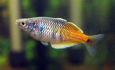 The Basics Of Boesemani Rainbowfish Care And Diet