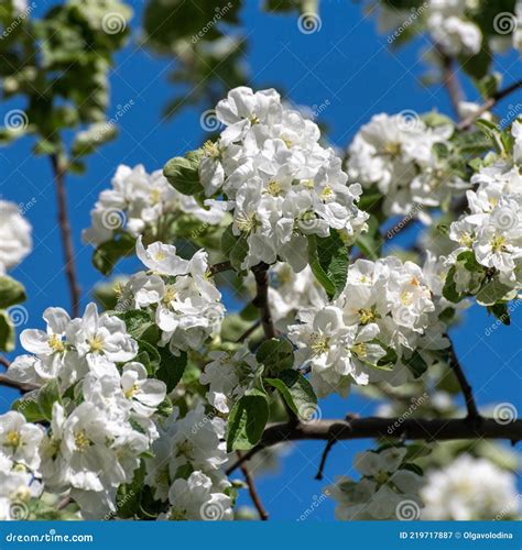 El Manzano Con Flores Blancas En Primavera Imagen De Archivo Imagen