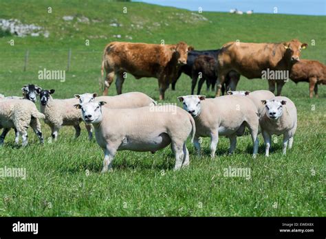 Vacas Y Ovejas En Este Campo Fotos E Im Genes De Stock Alamy