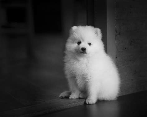 Dog Wallpaper Hd Black And White Free - Infoupdate.org