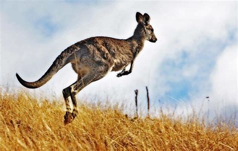 Kangaroo Facts! - National Geographic Kids