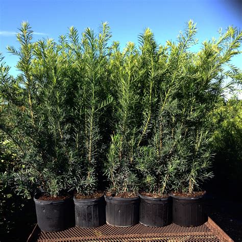 #podocarpus #podocarpushedge | Podocarpus hedge, Clusia, Plants