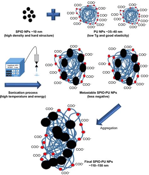 The Hypothetical Mechanism Behind The Encapsulation Of SPIO And Drug In