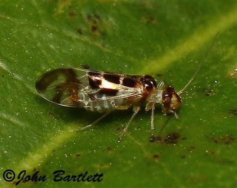 Narrow Bark Lice Graphopsocus Cruciatus BugGuide Net