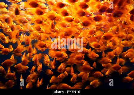 Swam Shoals Of Goldfish In Aquarium Seoul South Korea Stock Photo Alamy