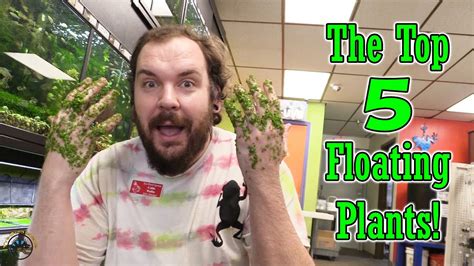 How To Make Your Aquarium Look Awesome With These Top 5 Floating Plants 🌿 Youtube