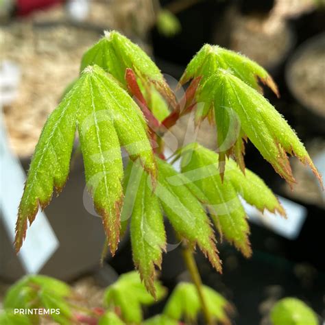 Acer Japonicum Aka Omote Rable Du Japon Palmatia Plantes