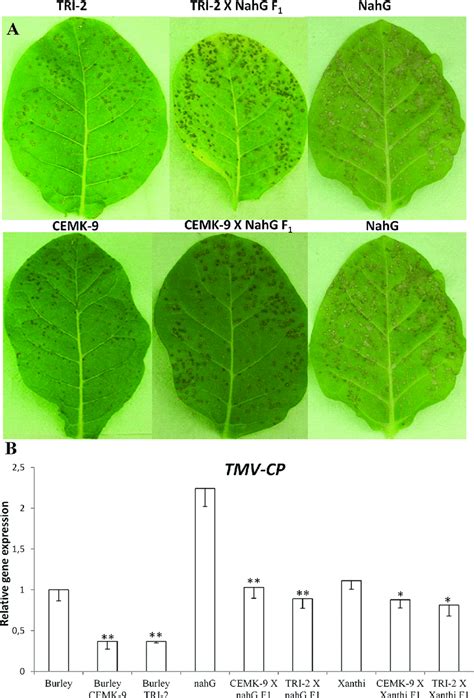 Tobacco Mosaic Virus Symptoms