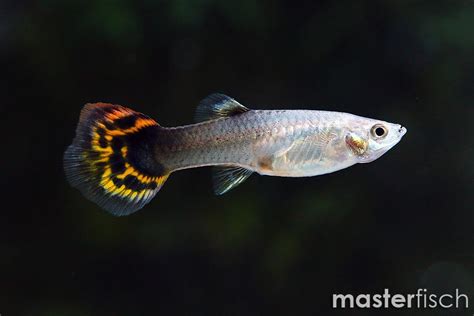 Dragon Head Guppy Poecilia Reticulata Online Shop