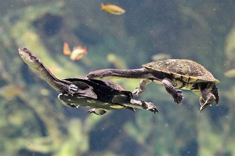 Eastern long-necked turtles: Meet them at Zoo Leipzig!