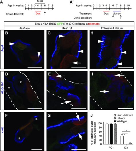 Inhibition Of Notch Signaling In Elf Mature Pcs Triggers A