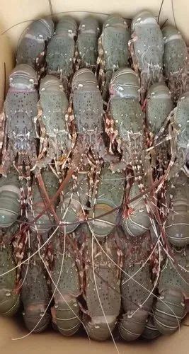 Frozen Lobsters Wholesale Price Mandi Rate For Frozen Lobsters In India