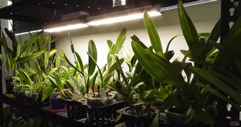 Grow orchids with led grow light : r/orchids