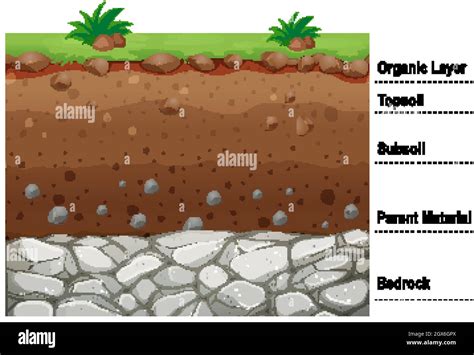 Diagram showing different layers of soil Stock Vector Image & Art - Alamy