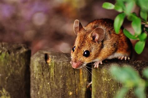 Laoshu 老鼠 Tikus Belajar Bahasa Flora Fauna Tionghoa org