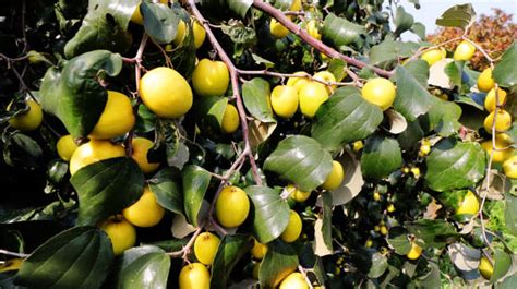 Backyard fruit trees – Auswest Timbers