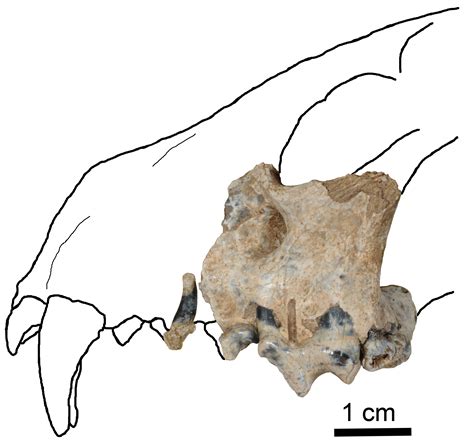 Worlds Oldest Fisher Found At John Day Fossil Beds National Monument