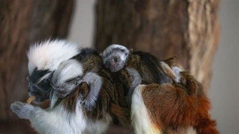 Critically Endangered Twin Monkeys Born In Dubai Rainforest