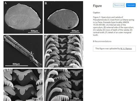 Phylum: Mollusca & their radula | Cephalopod Radula under the SEM