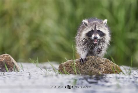 Not welcome in Europe Waschbär Procyon lotor Raccoon Flickr