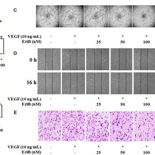 Erib Inhibited Vegf Induced Cell Viability Cell Proliferation And Also