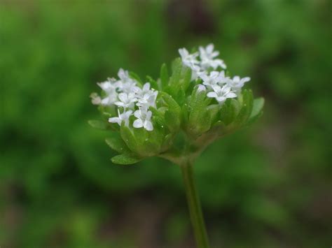 Common Cornsalad Lacamas Prairie Non Native Species INaturalist