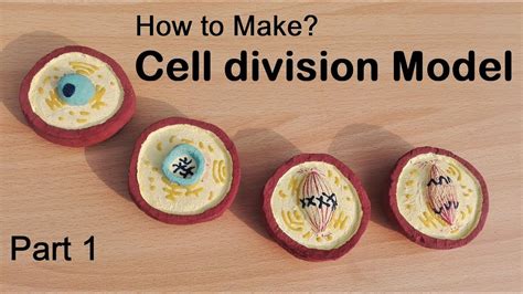 How To Make Cell Division Model 3d Thermocolstyrofoam Model Youtube