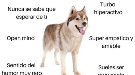 Fotos ¿qué Raza De Perro Eres De Acuerdo Con Tu Signo Del Zodiaco