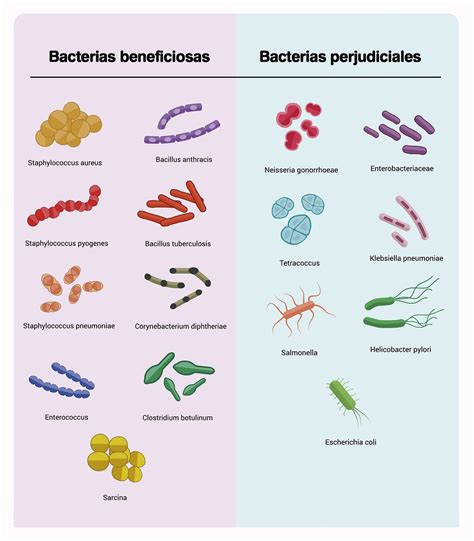 Laclasedelprofepedro Las Bacterias Trabajo De Investigaci N 141600