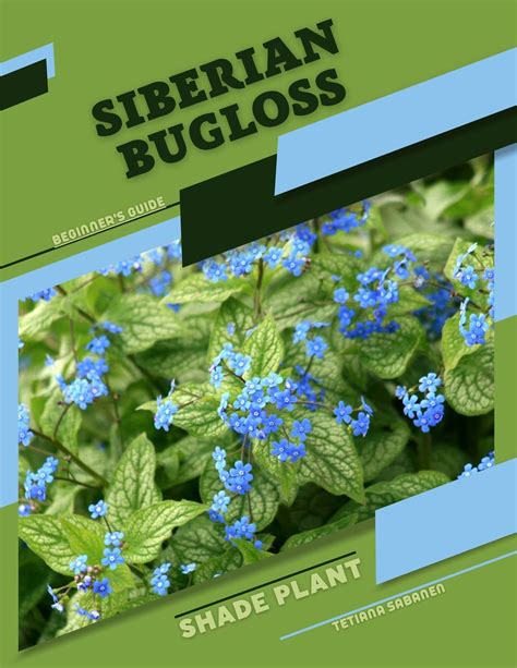 Siberian Bugloss: Shade plant Beginner's Guide by Tetiana Sabanen ...