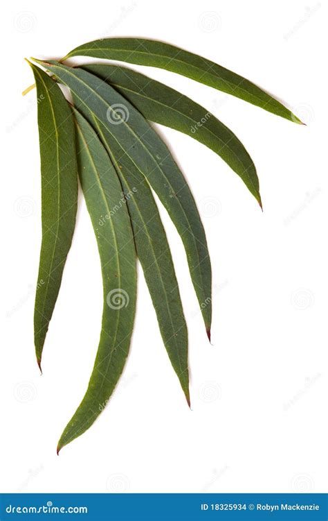 Gum Leaves stock photo. Image of border, design, image - 18325934