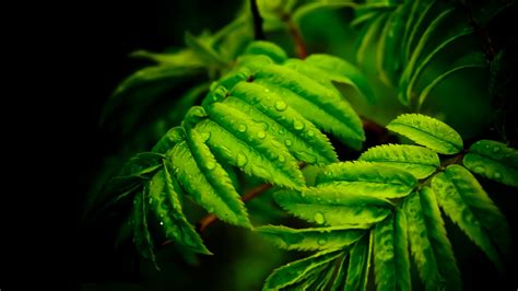 Green Leaves Tree Branches With Water Drops Macro 4k Hd Nature