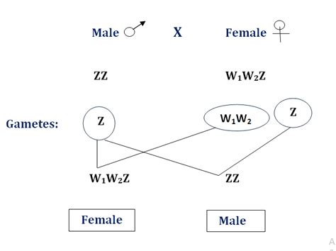 Sex Determination System Of Fish Syekat Fish World
