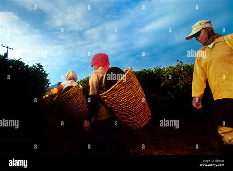 Tea Plantation Workers Carrying Rattan Baskets As They Are Walking