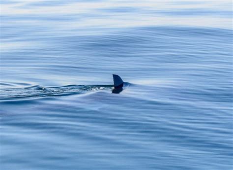 Incredible video shows elusive ghost shark in wild for first time