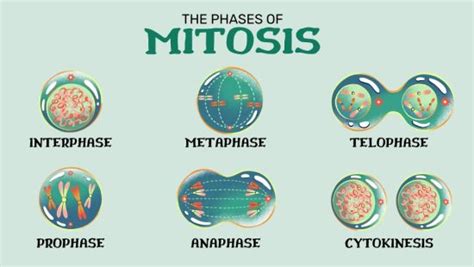 The 5 Phases of Mitosis - Earth How