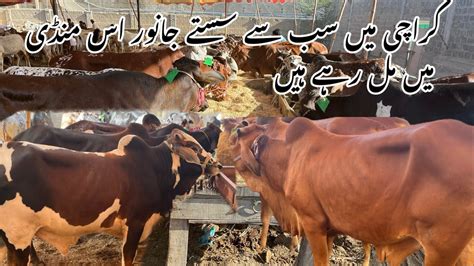 Karachi Ki Sab Se Sasti Cow Mandi Lag Gai Cattle Farm ⁠ New Karachi